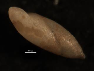 To NMNH Paleobiology Collection (Pleurostomella alazanensis CC4330 side)