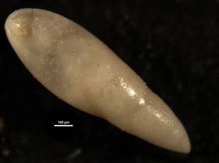 To NMNH Paleobiology Collection (Pleurostomella alazanensis cubensis CC23404)