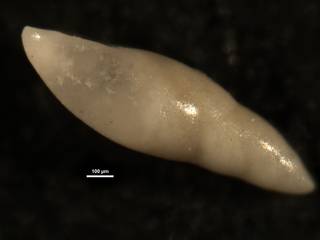 To NMNH Paleobiology Collection (Pleurostomella alazanensis cubensis CC23404 side)