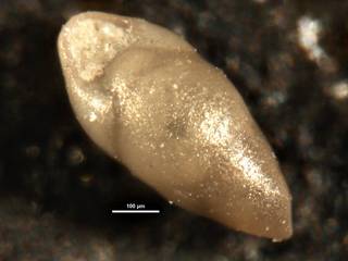 To NMNH Paleobiology Collection (Pleurostomella clavata CC5145)