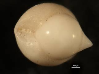 To NMNH Paleobiology Collection (Pleurostomella obesa CC23401)