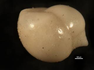 To NMNH Paleobiology Collection (Pleurostomella obesa CC23401 side)