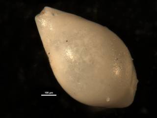 To NMNH Paleobiology Collection (Pleurostomella palmerae CC23937)