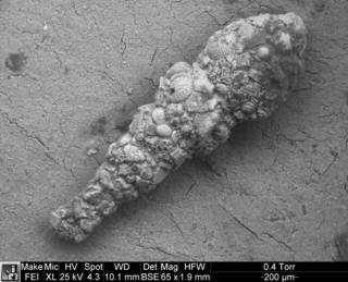 To NMNH Paleobiology Collection (Ammobaculites reophaciformis PP8207 sem)