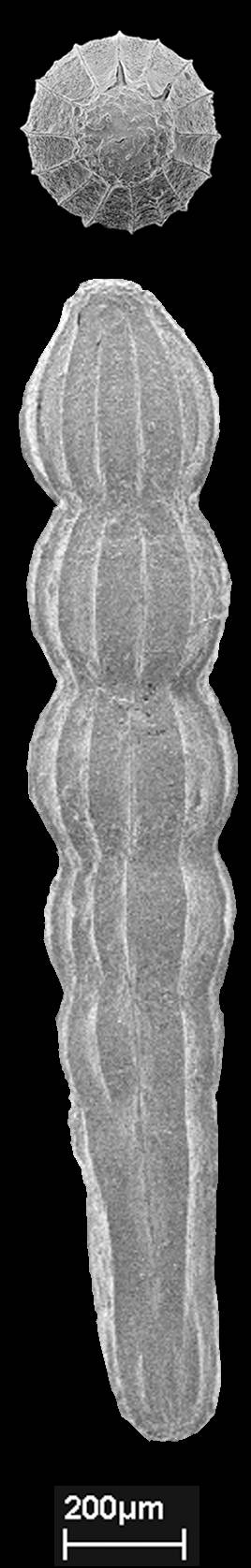 To NMNH Paleobiology Collection (Chrysalogonium breviloculum cc21442)
