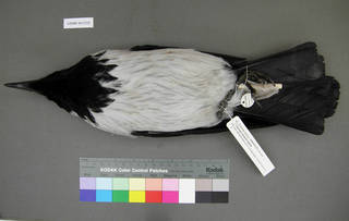 To NMNH Extant Collection (USNM 641315 ventral)