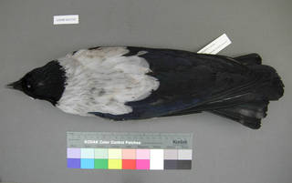 To NMNH Extant Collection (USNM 641315 dorsal)