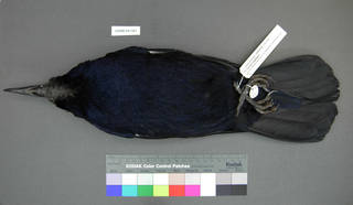 To NMNH Extant Collection (USNM 641361 ventral)