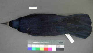 To NMNH Extant Collection (USNM 641361 dorsal)