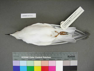 To NMNH Extant Collection (USNM 641312 ventral)