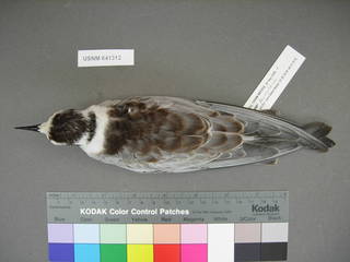 To NMNH Extant Collection (USNM 641312 dorsal)