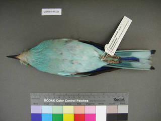To NMNH Extant Collection (USNM 641329 ventral)