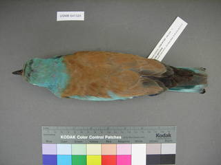 To NMNH Extant Collection (USNM 641329 dorsal)