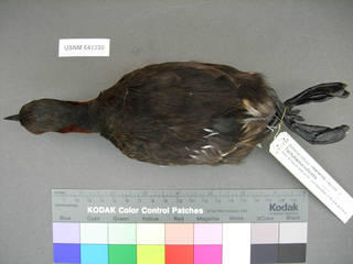 To NMNH Extant Collection (USNM 641330 dorsal)