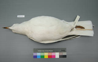 To NMNH Extant Collection (USNM 641339 ventral)