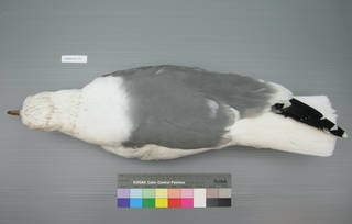 To NMNH Extant Collection (USNM 641339 dorsal)