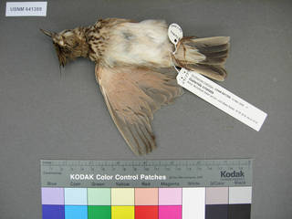 To NMNH Extant Collection (USNM 641359 ventral)