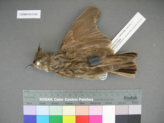 To NMNH Extant Collection (USNM 641359 dorsal)
