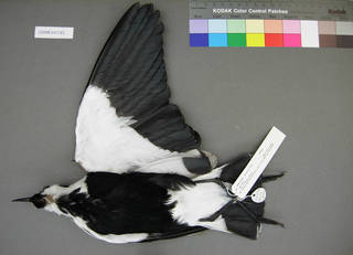 To NMNH Extant Collection (USNM 641362 ventral)