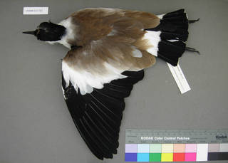 To NMNH Extant Collection (USNM 641362 dorsal)