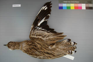 To NMNH Extant Collection (USNM 641366 dorsal)