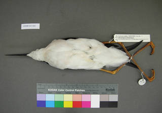 To NMNH Extant Collection (USNM 641368 ventral)