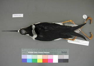 To NMNH Extant Collection (USNM 641368 dorsal)
