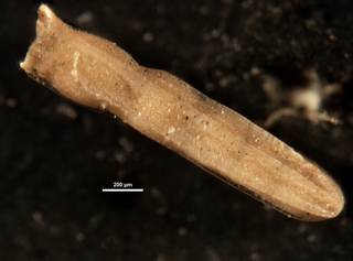 To NMNH Paleobiology Collection (Plectofrondicularia paucicostata CC10073 Side 1)