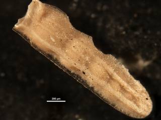 To NMNH Paleobiology Collection (Plectofrondicularia paucicostata CC10073 side 2)