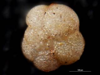 To NMNH Paleobiology Collection (Globorotalia acostaensis usnm625707)
