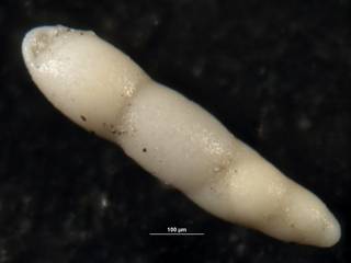 To NMNH Paleobiology Collection (Pleurostomella nuttalli cc25466)