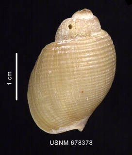 To NMNH Extant Collection (Chlanidota signeyana Powell, 1951shell dorsal view)