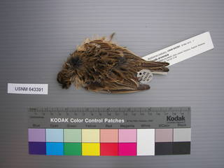 To NMNH Extant Collection (USNM 643391 Dorsal)