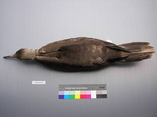 To NMNH Extant Collection (USNM 643397 Dorsal)