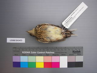 To NMNH Extant Collection (USNM 643453 Ventral)