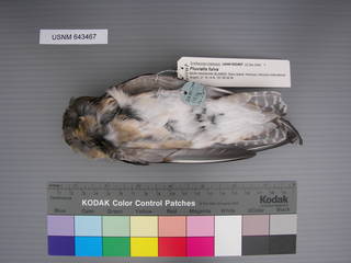 To NMNH Extant Collection (USNM 643467 Ventral)