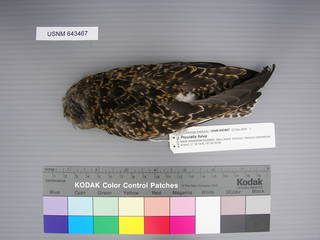 To NMNH Extant Collection (USNM 643467 Dorsal)