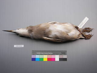 To NMNH Extant Collection (USNM 643534 Ventral)