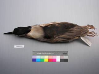 To NMNH Extant Collection (USNM 643534 Dorsal)