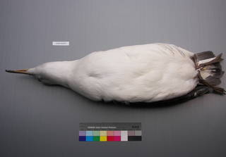 To NMNH Extant Collection (USNM 643575 Ventral)