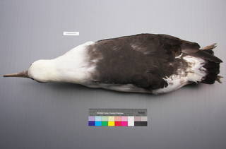 To NMNH Extant Collection (USNM 643575 Dorsal)