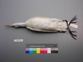 To NMNH Extant Collection (USNM 643577 Ventral)