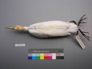 To NMNH Extant Collection (USNM 643577 Dorsal)
