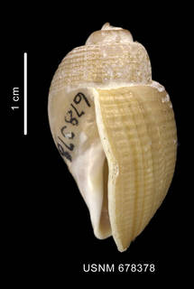 To NMNH Extant Collection (Chlanidota signeyana Powell, 1951 shell lateral view)