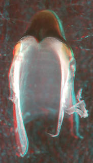 To NMNH Extant Collection (IZ MOL 727508 Architeuthis sp. - upper beak, front view, (10500) 3-D image)