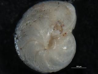 To NMNH Paleobiology Collection (Robulus chiranus CC 48866 holo)