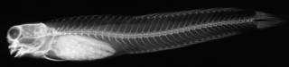 To NMNH Extant Collection (Istiblennius bilitonensis USNM 88014 radiograph lateral view)