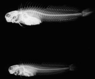 To NMNH Extant Collection (Istiblennius muelleri USNM 122436 radiograph lateral view)