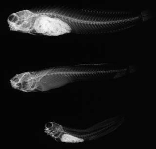 To NMNH Extant Collection (Istiblennius interruptus USNM 138316 radiograph lateral view)