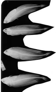 To NMNH Extant Collection (Gibbonsia elegans elegans USNM 034784 radiograph lateral view)
